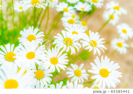 シャスターデージー 多年草 【愛知県】 シャスターデージー 多年草 【愛知県】 65385441