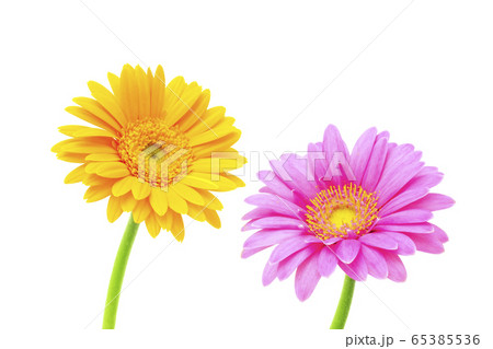桃色と黄色のガーベラ 65385536