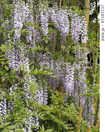 初夏の山に咲くフジの花 65385537