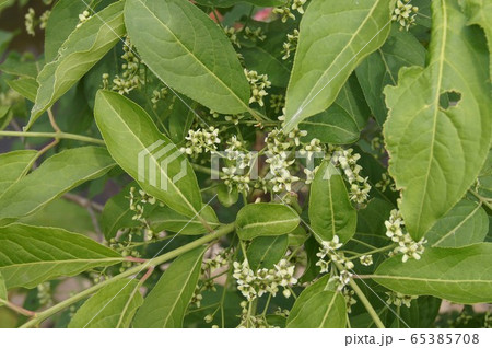 マユミの花　 65385708