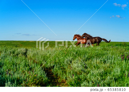Wild horses galloping in the sunlit meadow 65385810