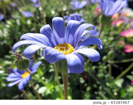 ブルーデージー 65385967