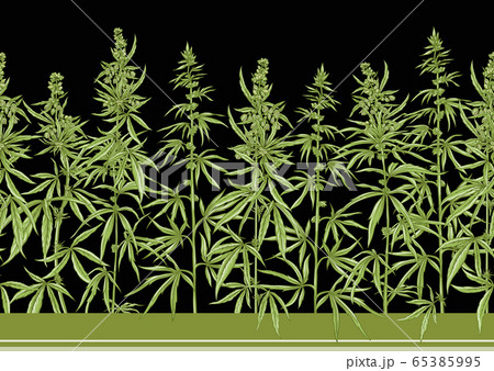 Hemp, Cannabis seamless pattern, background. 65385995