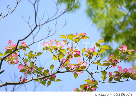 ハナミズキの花 ハナミズキの花 65386078