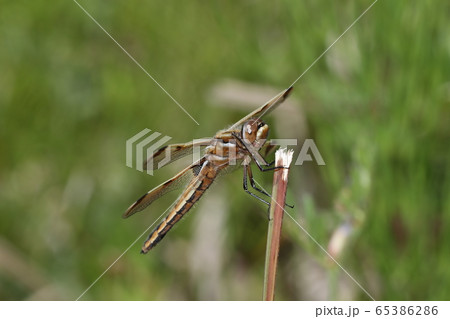 ベッコウトンボ 65386286