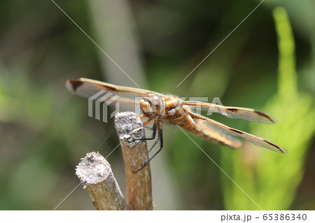 ベッコウトンボ 65386340
