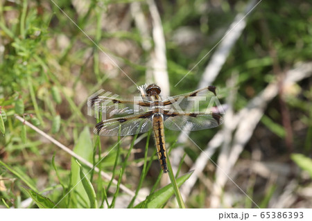 ベッコウトンボ ベッコウトンボ 65386393