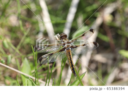 ベッコウトンボ 65386394