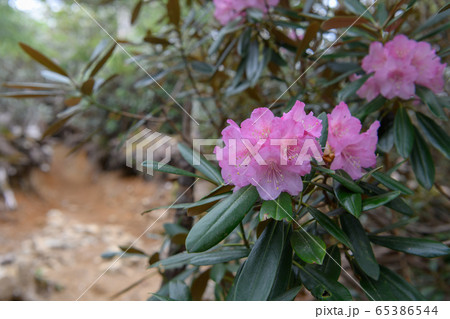 アズマシャクナゲ アズマシャクナゲ 65386544
