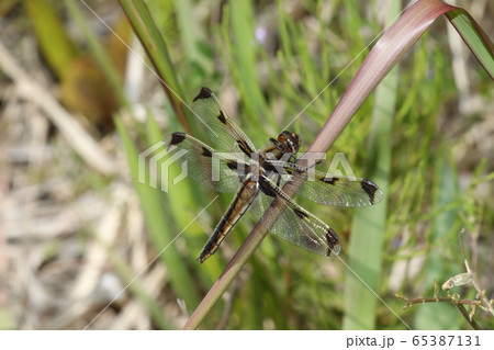 ベッコウトンボ ベッコウトンボ 65387131