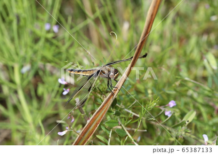 ベッコウトンボ ベッコウトンボ 65387133