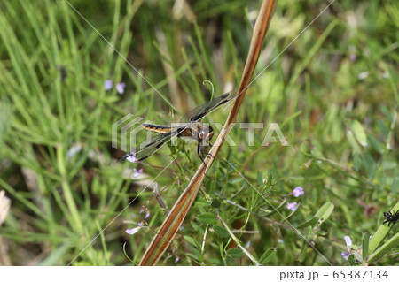 ベッコウトンボ ベッコウトンボ 65387134