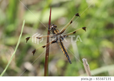 ベッコウトンボ 65387135