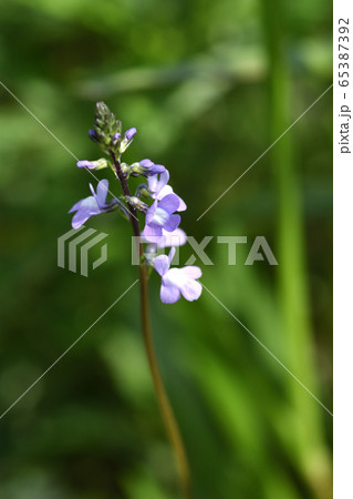 マツバウンラン 65387392