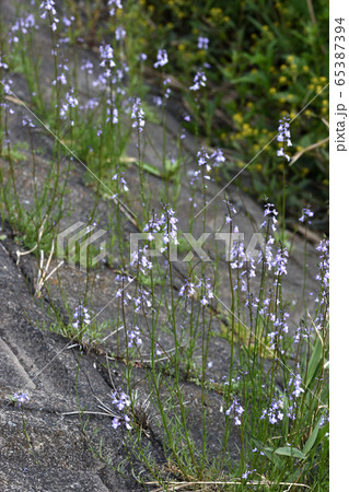 マツバウンラン 65387394