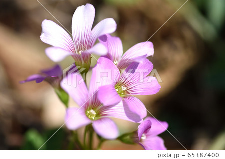 ムラサキカタバミ 65387400
