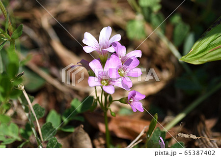 ムラサキカタバミ 65387402