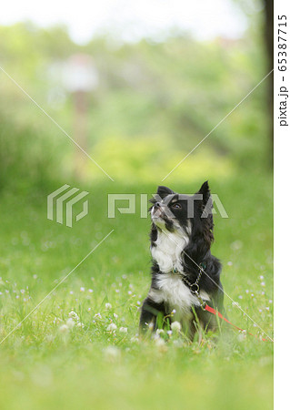 ロングコートチワワ ロングコートチワワ 65387715