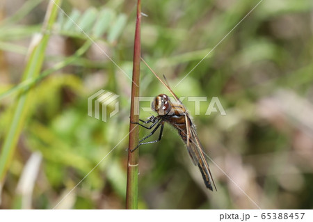 ベッコウトンボ 65388457