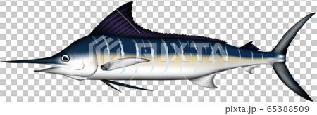 カジキ　（マカジキ） 65388509