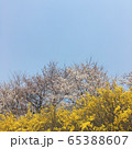 春 空 レンギョウ 65388607