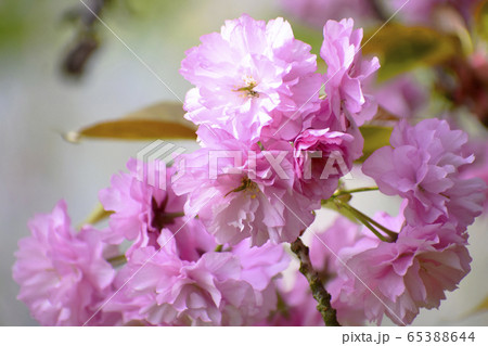 八重桜 65388644