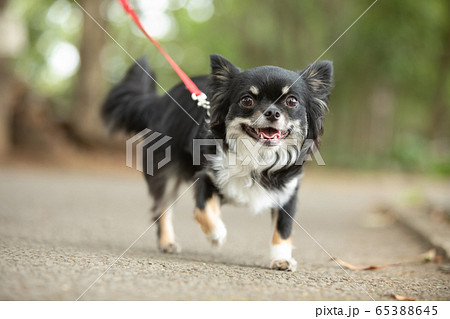 犬の散歩 65388645