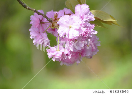 八重桜 65388646