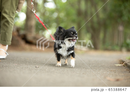 犬の散歩 65388647