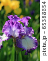 花菖蒲 65388654