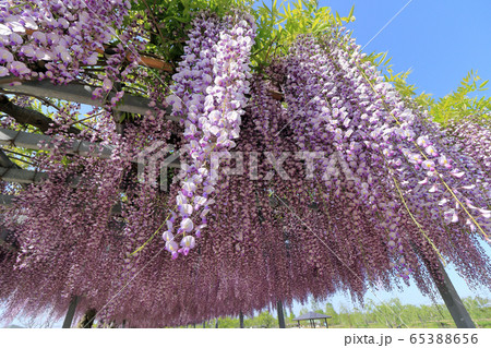 藤の花 65388656