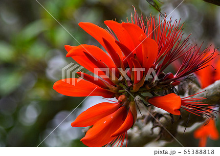 沖縄の公園に咲くデイゴの花の写真素材