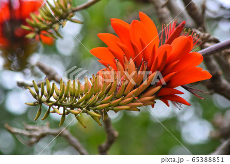 沖縄の公園に咲くデイゴの花 65388851