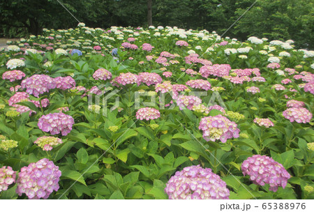 紫陽花カラーミックス04 紫陽花カラーミックス04 65388976