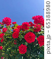 春 赤色 自然 65388980
