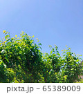 屋外 背景 快晴 65389009