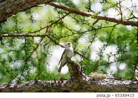 木の枝に止まるコサメビタキ 65389415