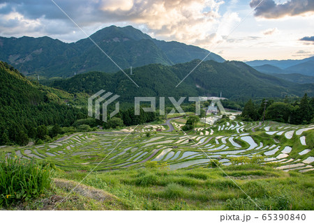 三重県 初夏の丸山千枚田 三重県 初夏の丸山千枚田 65390840