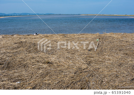 漂着ゴミ 65391040