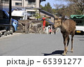 宮島の鹿 65391277