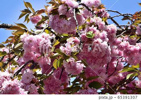 八重桜 ピンクの花アップ 八重桜 ピンクの花アップ 65391307