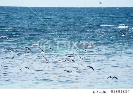 海を白く染める「群来」集まるカモメ ”苫前町” 海を白く染める「群来」集まるカモメ ”苫前町” 65391334