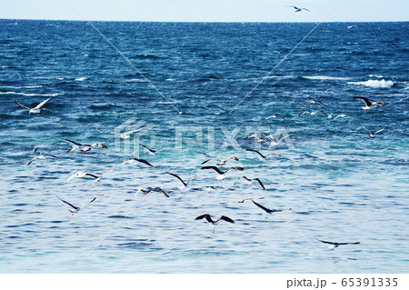 海を白く染める「群来」集まるカモメ ”苫前町” 海を白く染める「群来」集まるカモメ ”苫前町” 65391335
