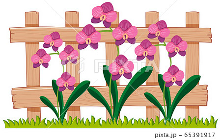 Many orchid flowers in the garden Many orchid flowers in the garden 65391917