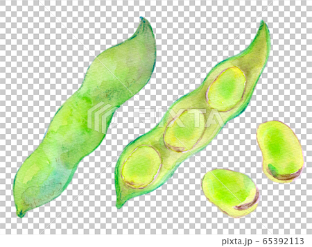 水彩イラスト　豆類　そら豆 65392113