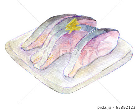 水彩イラスト　魚介　魚　シメサバ 65392123