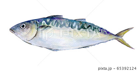 水彩イラスト　魚介　魚　海鮮　鯖 65392124