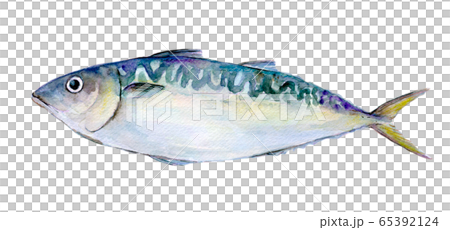 Watercolor illustration seafood fish seafood mackerel 65392124