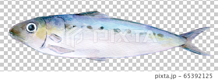 Watercolor illustration seafood fish seafood sardines 65392125