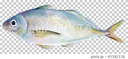 水彩イラスト 魚介 魚 海鮮 アジのイラスト素材